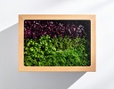 Firefly_A single closed box of Detox Dynamo microgreens featuring Radish, Wheatgrass, and Red 761942.jpg