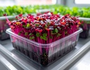 Firefly_-Fresh HeartBeet Greens microgreens neatly packed in a transparent plastic storage bo 84140.jpg